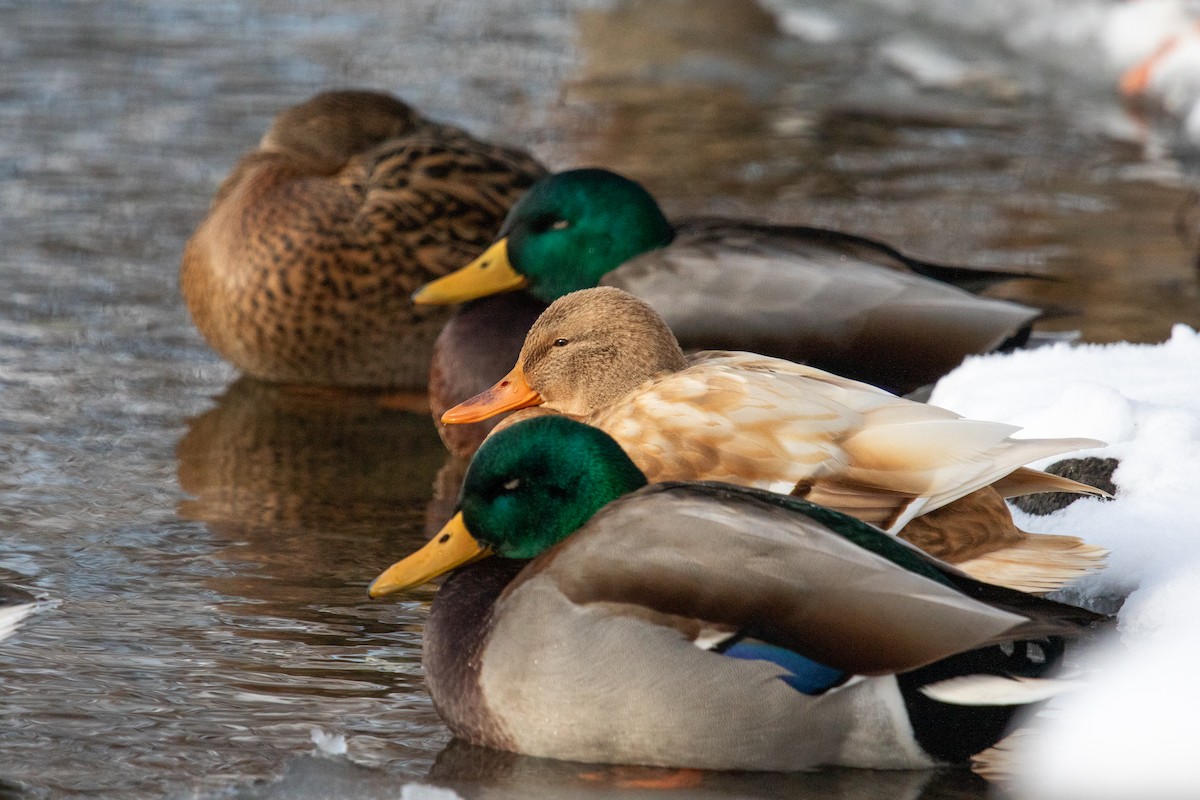 Mallard - ML646526622