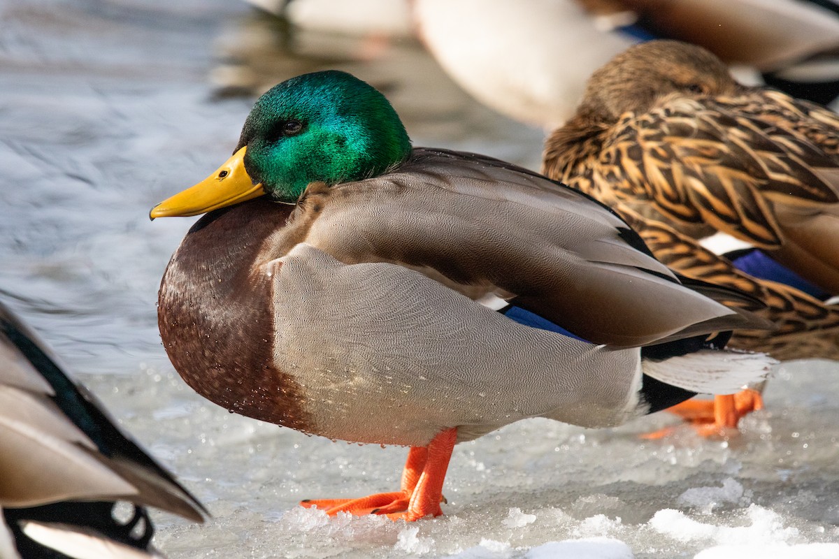 Mallard - ML646526623