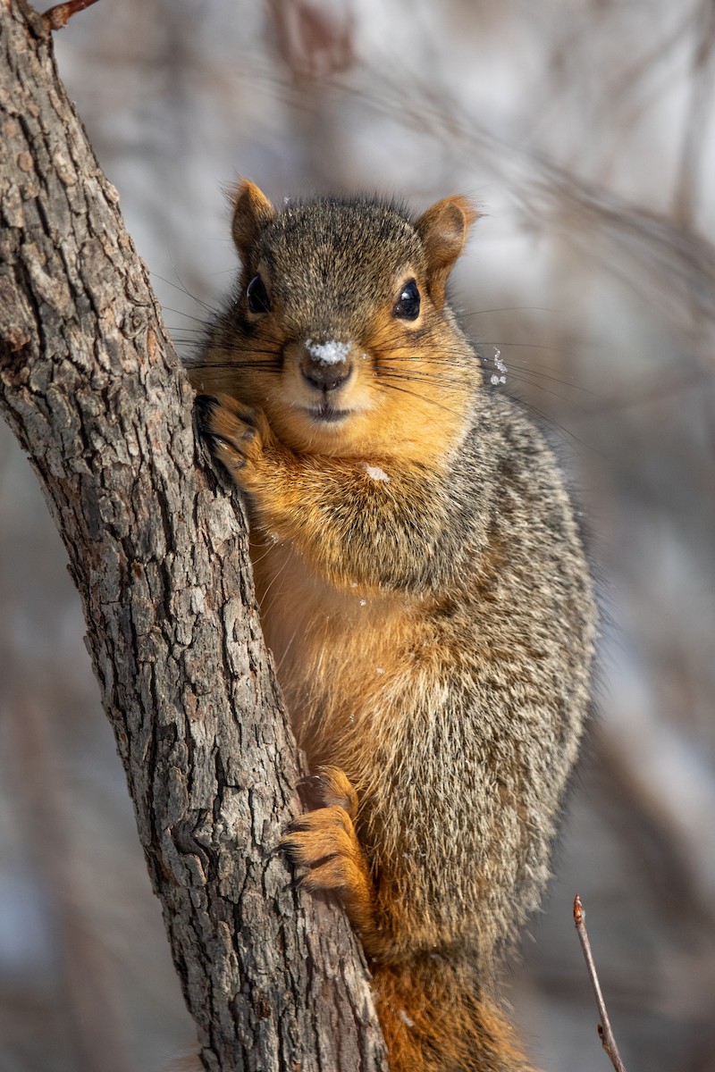 Animals - ML646526628