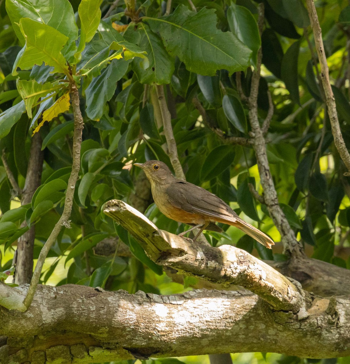 drozd rezavobřichý - ML646526630