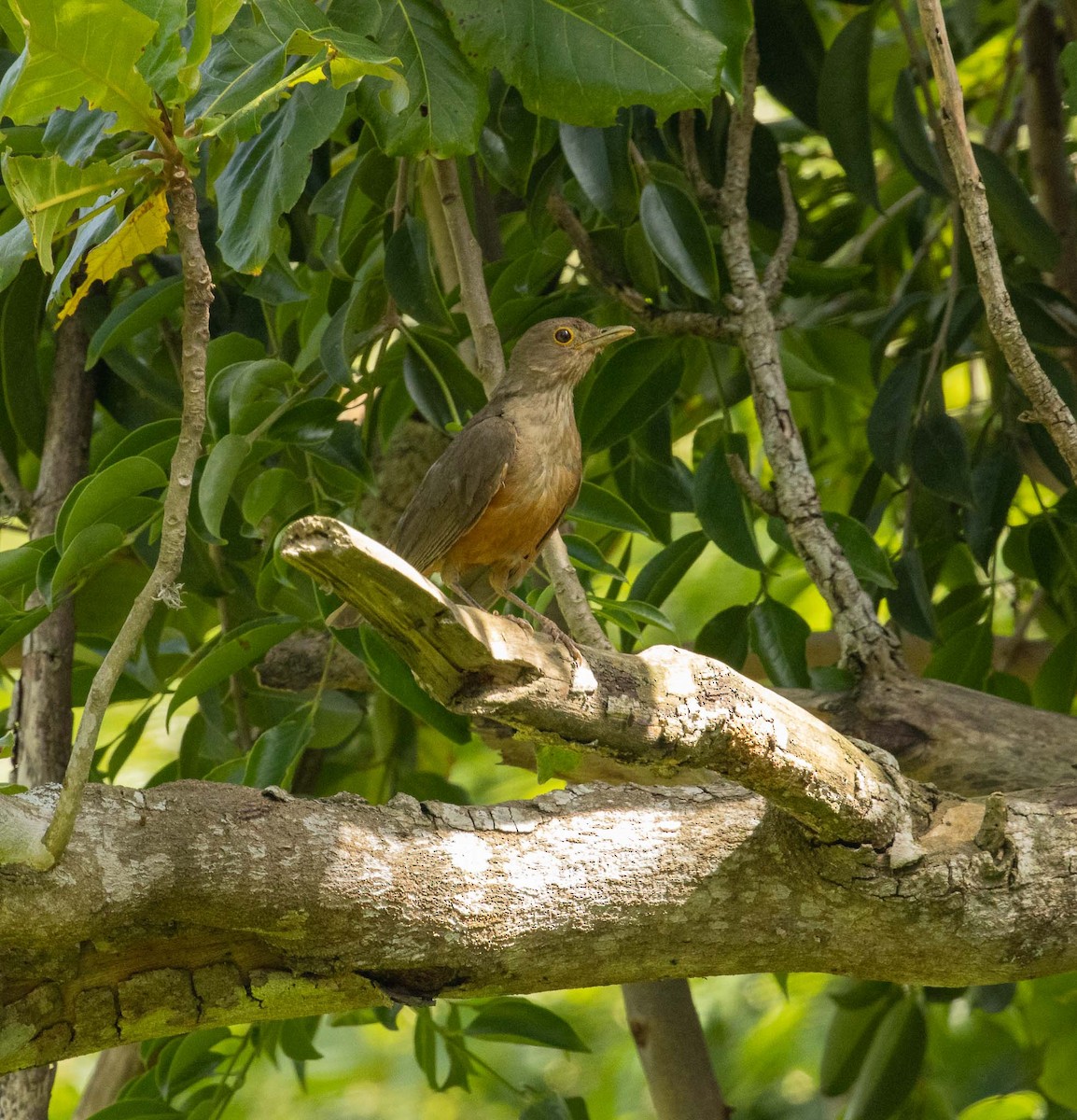 drozd rezavobřichý - ML646526631