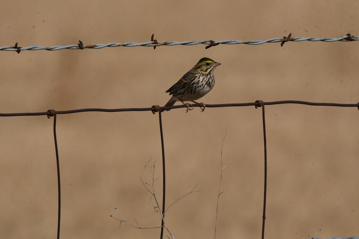 稀樹草鵐 - ML646526633