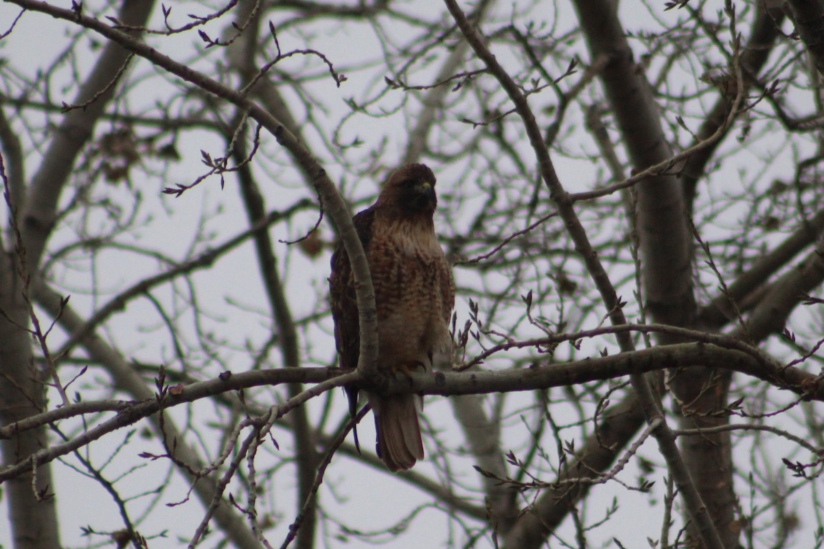 Red-tailed Hawk - ML646526634