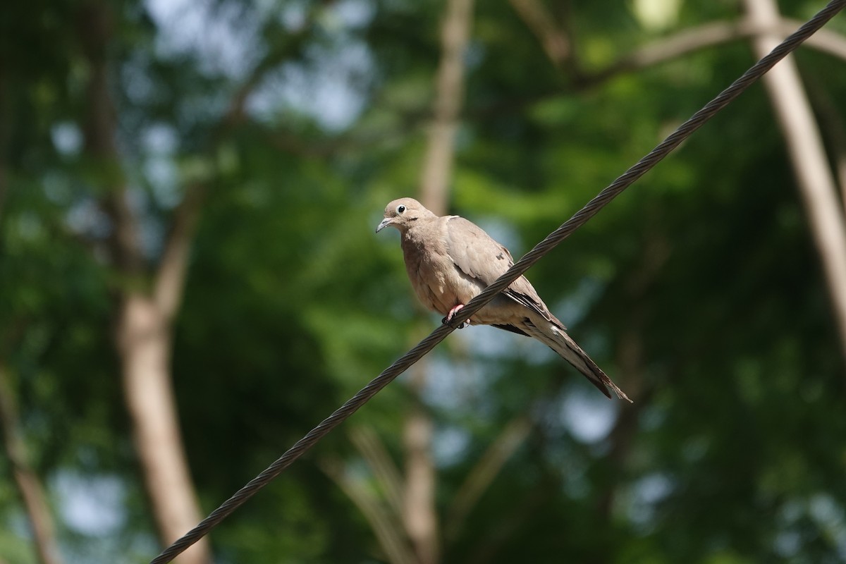 Zenaida arrunta - ML646526642