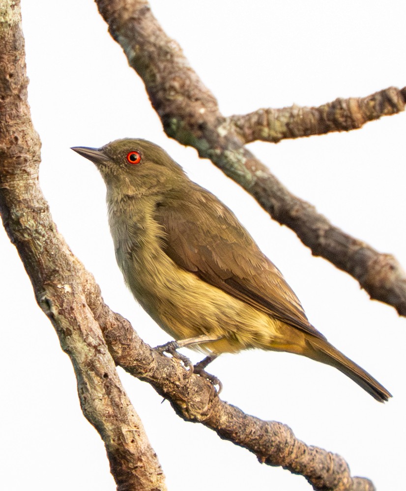 Dacnis à ventre jaune - ML646526643