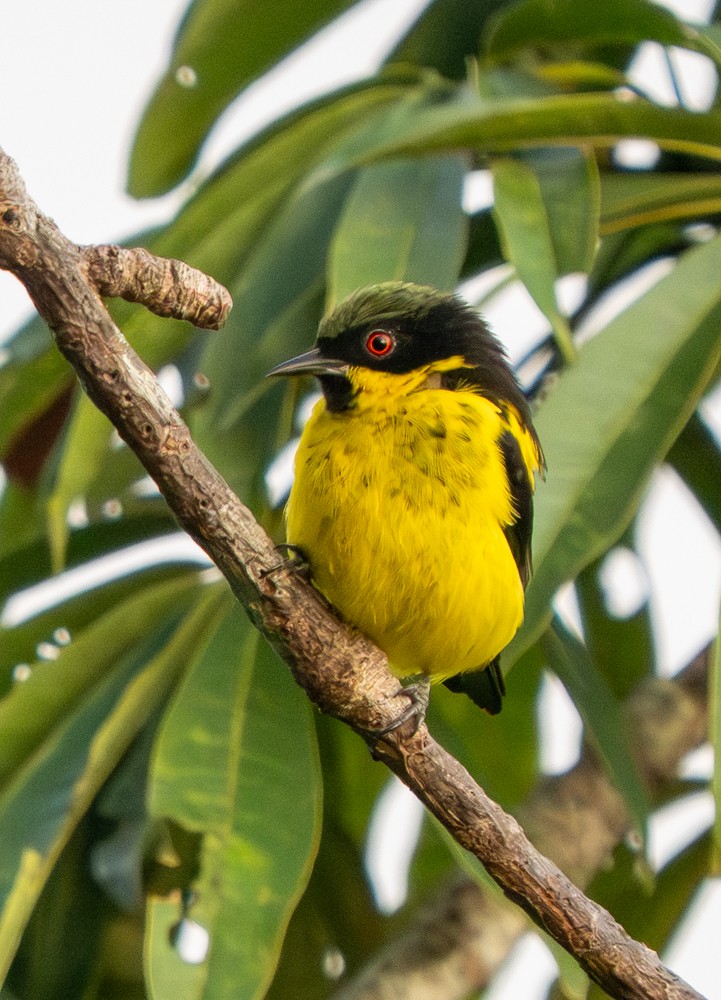 Dacnis à ventre jaune - ML646526644