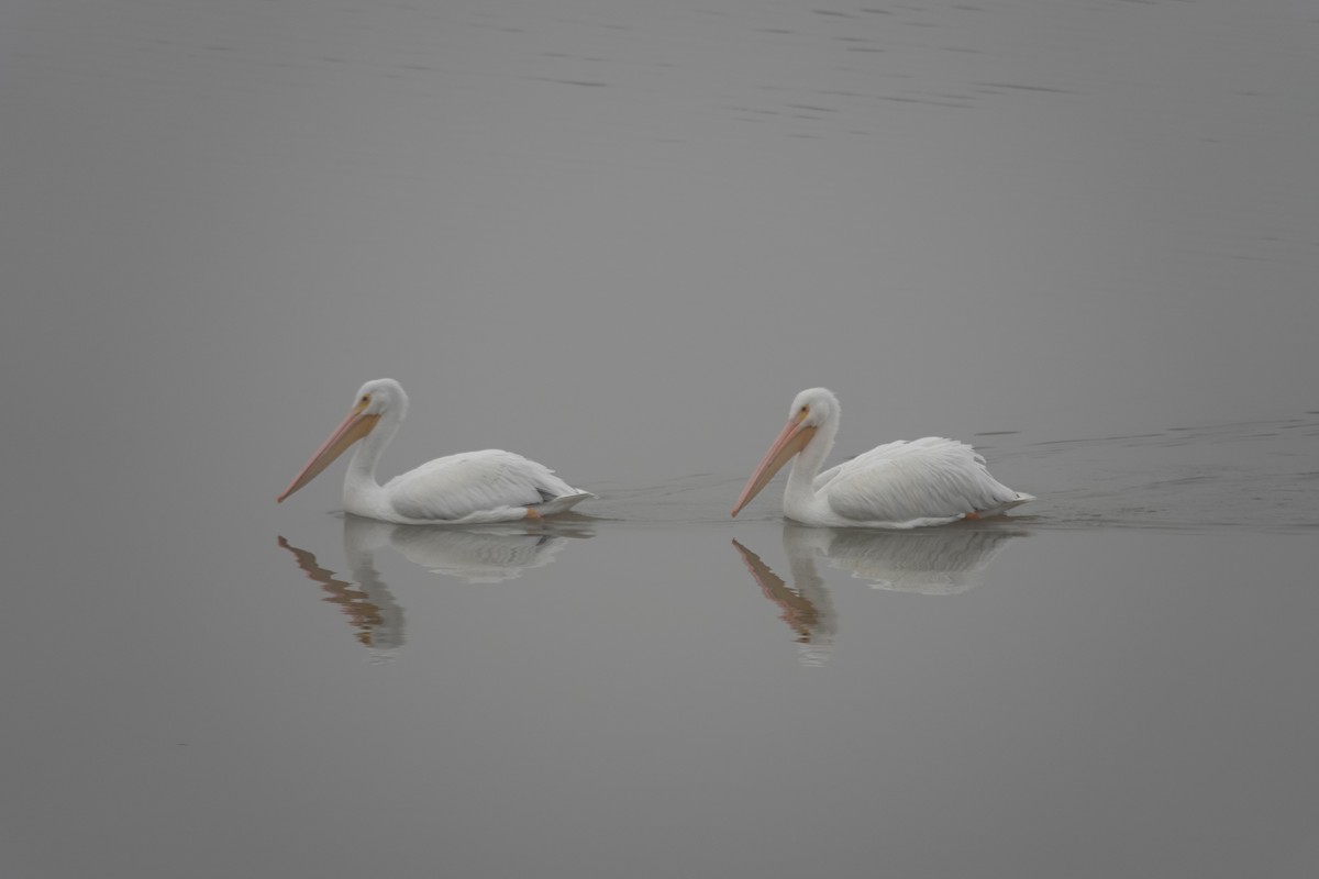 American White Pelican - ML646526646