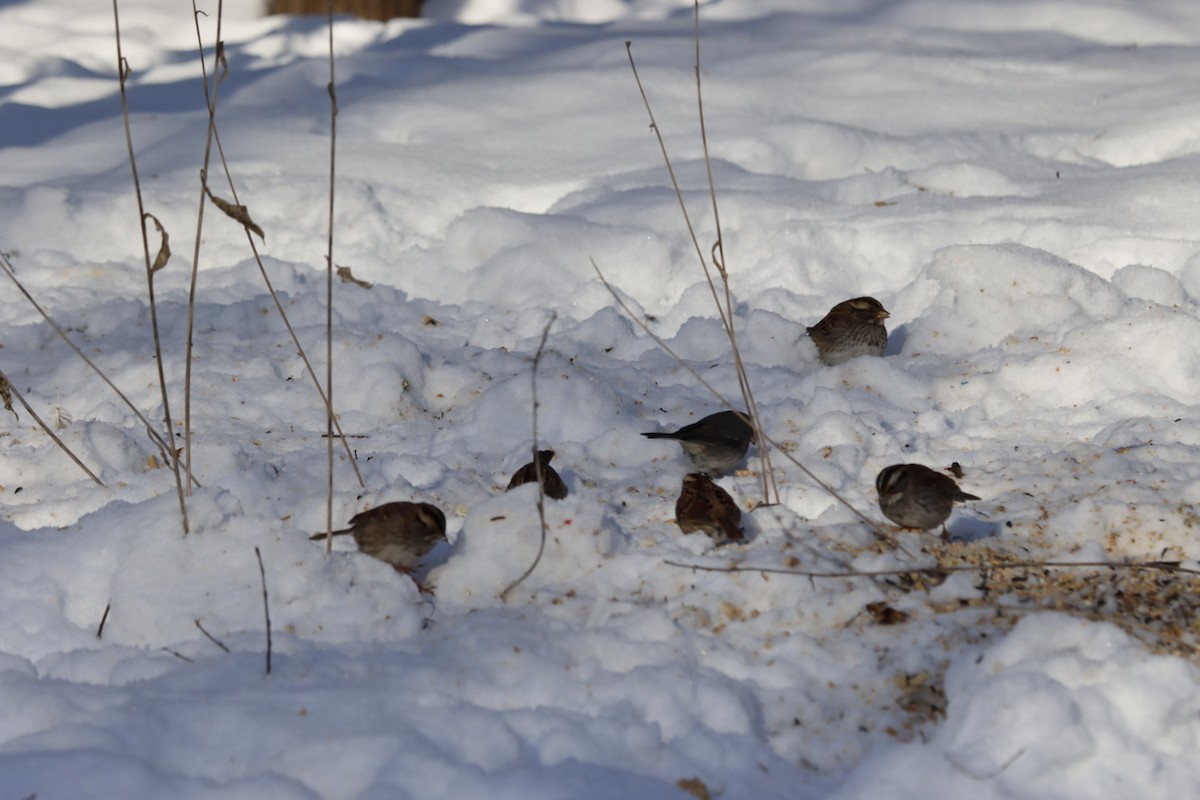 strnadec bělohrdlý - ML646526647