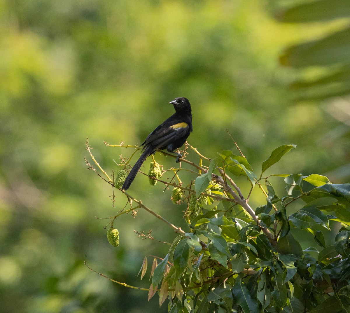 Variable Oriole - ML646526648