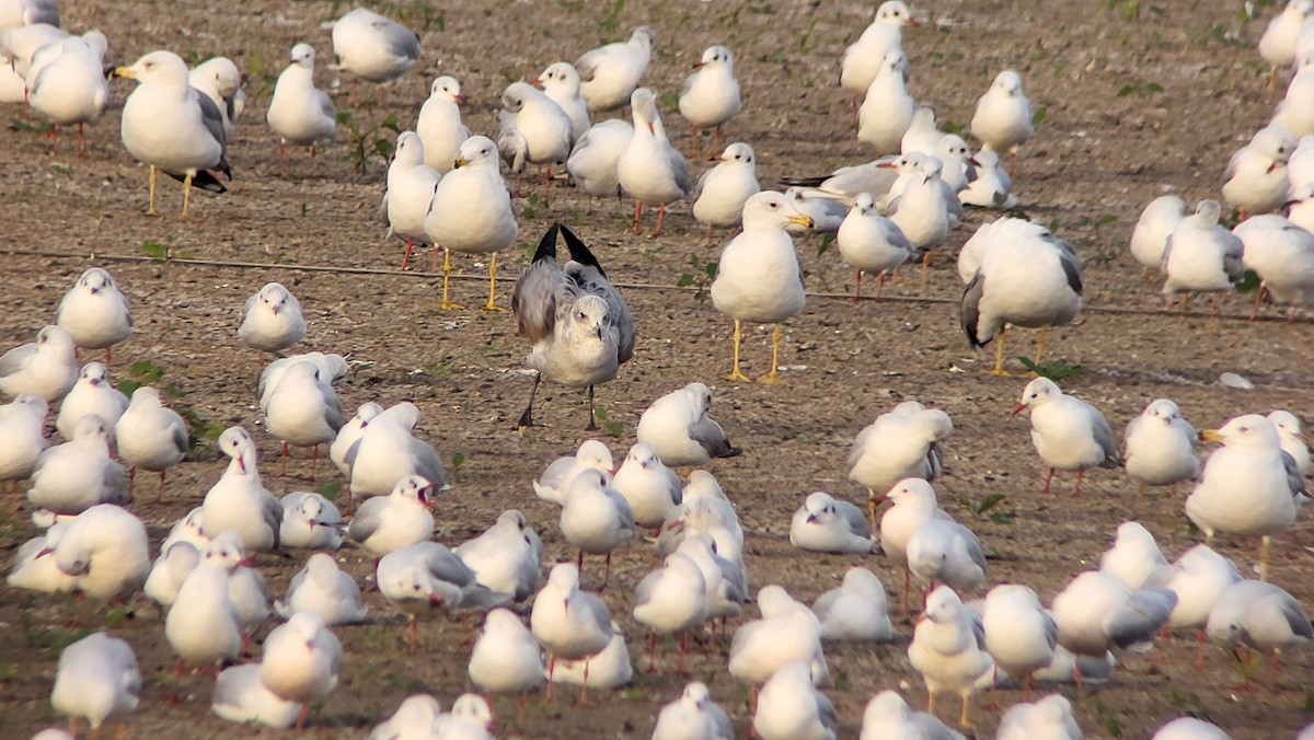 Audouin's Gull - ML646526649