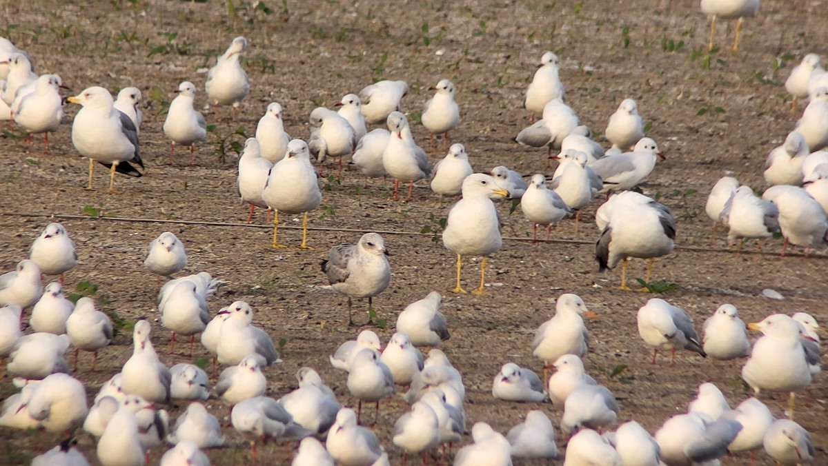 Audouin's Gull - ML646526650
