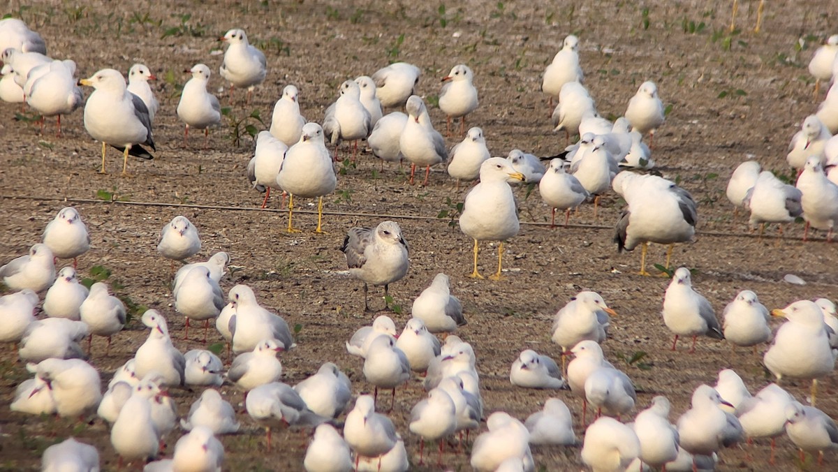 Audouin's Gull - ML646526651