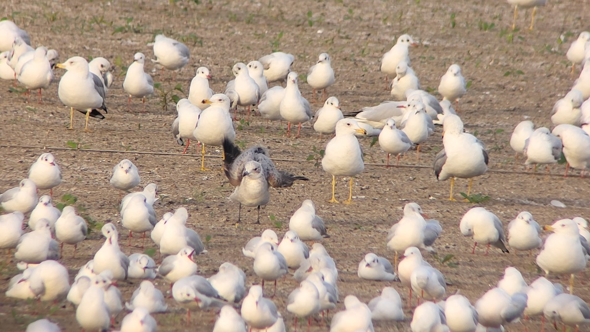 Audouin's Gull - ML646526652
