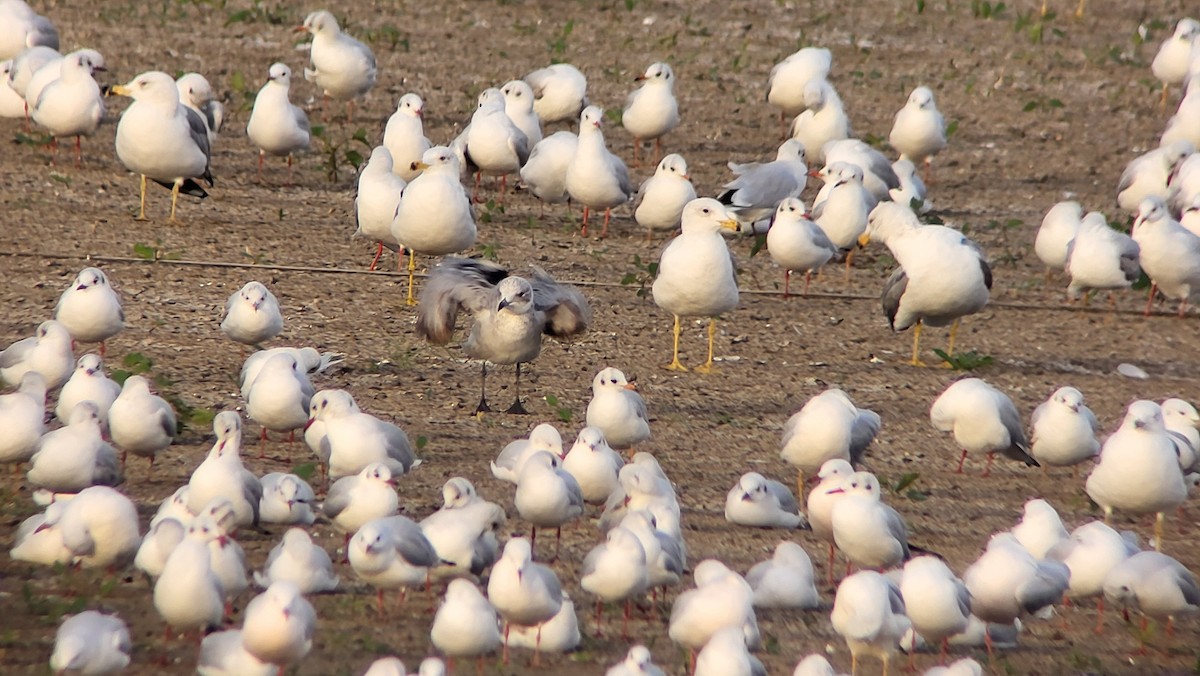 Audouin's Gull - ML646526653