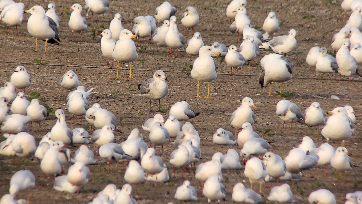 Audouin's Gull - ML646526655