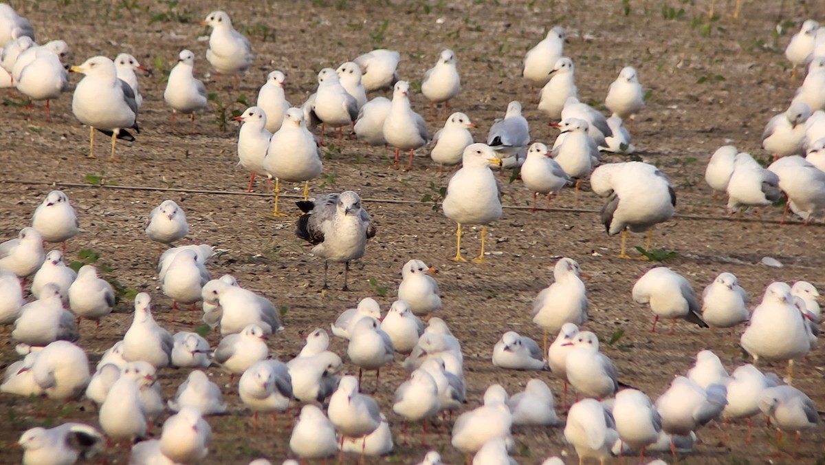 Audouin's Gull - ML646526656