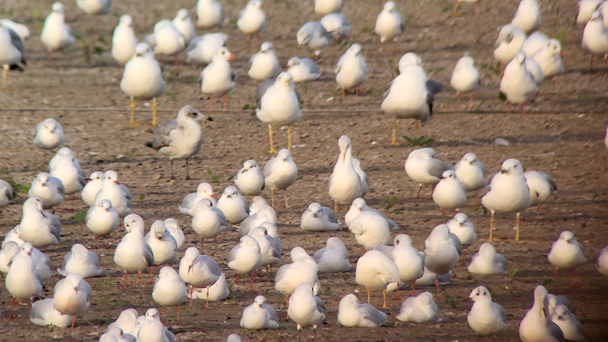 Audouin's Gull - ML646526657
