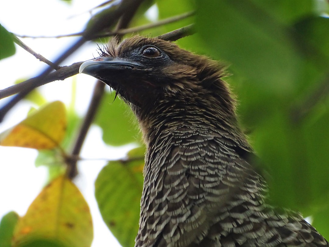 Chachalaca Escamosa - ML646526660