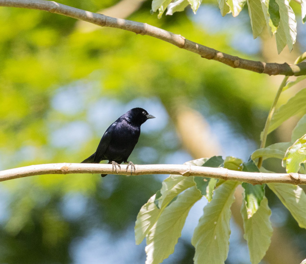 Shiny Cowbird - ML646526662