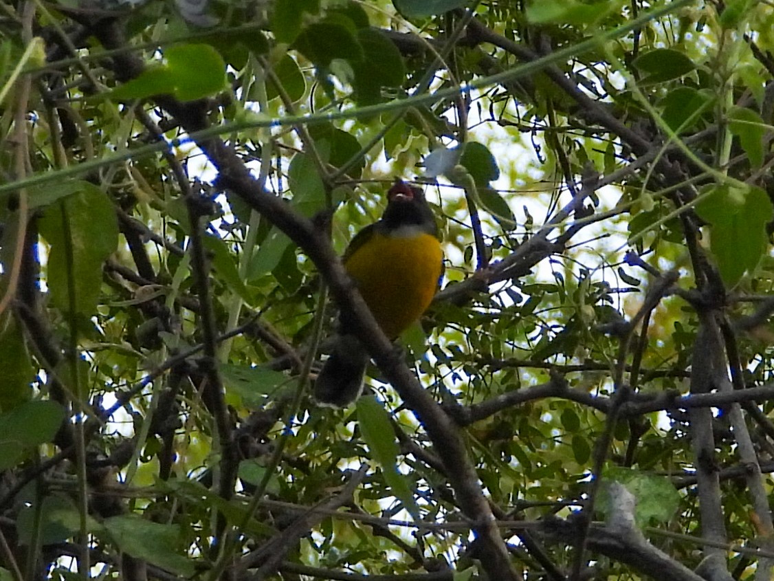 Bal Tangarası [bartholemica grubu] - ML646526663