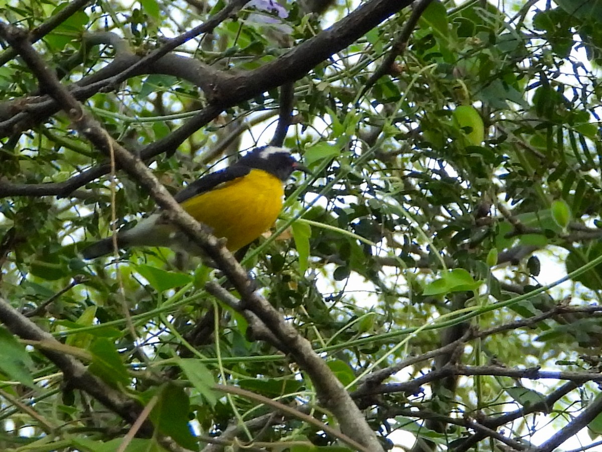 Bal Tangarası [bartholemica grubu] - ML646526664