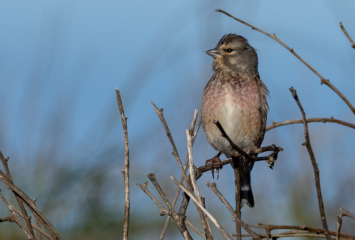 Eurasian Linnet - ML646526666