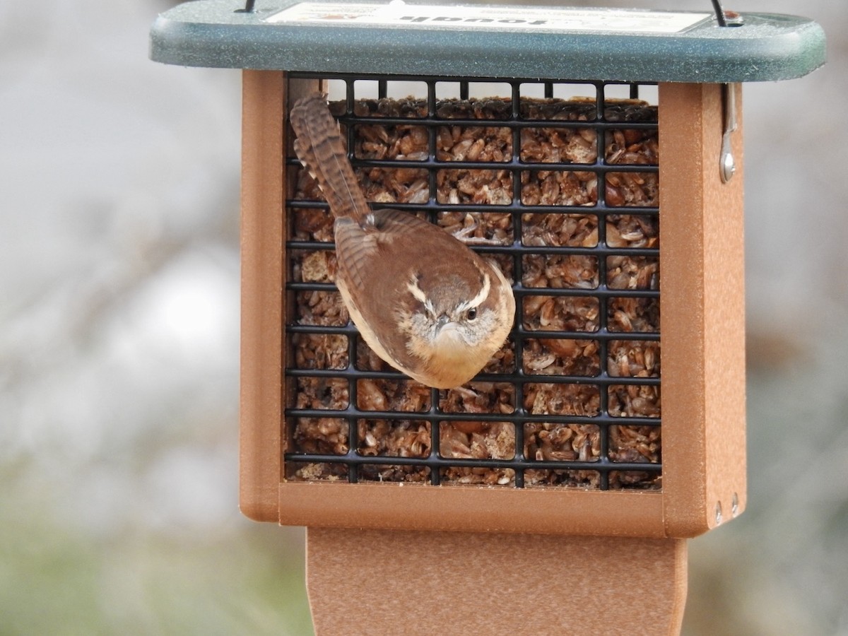 Carolina Wren - ML646526668