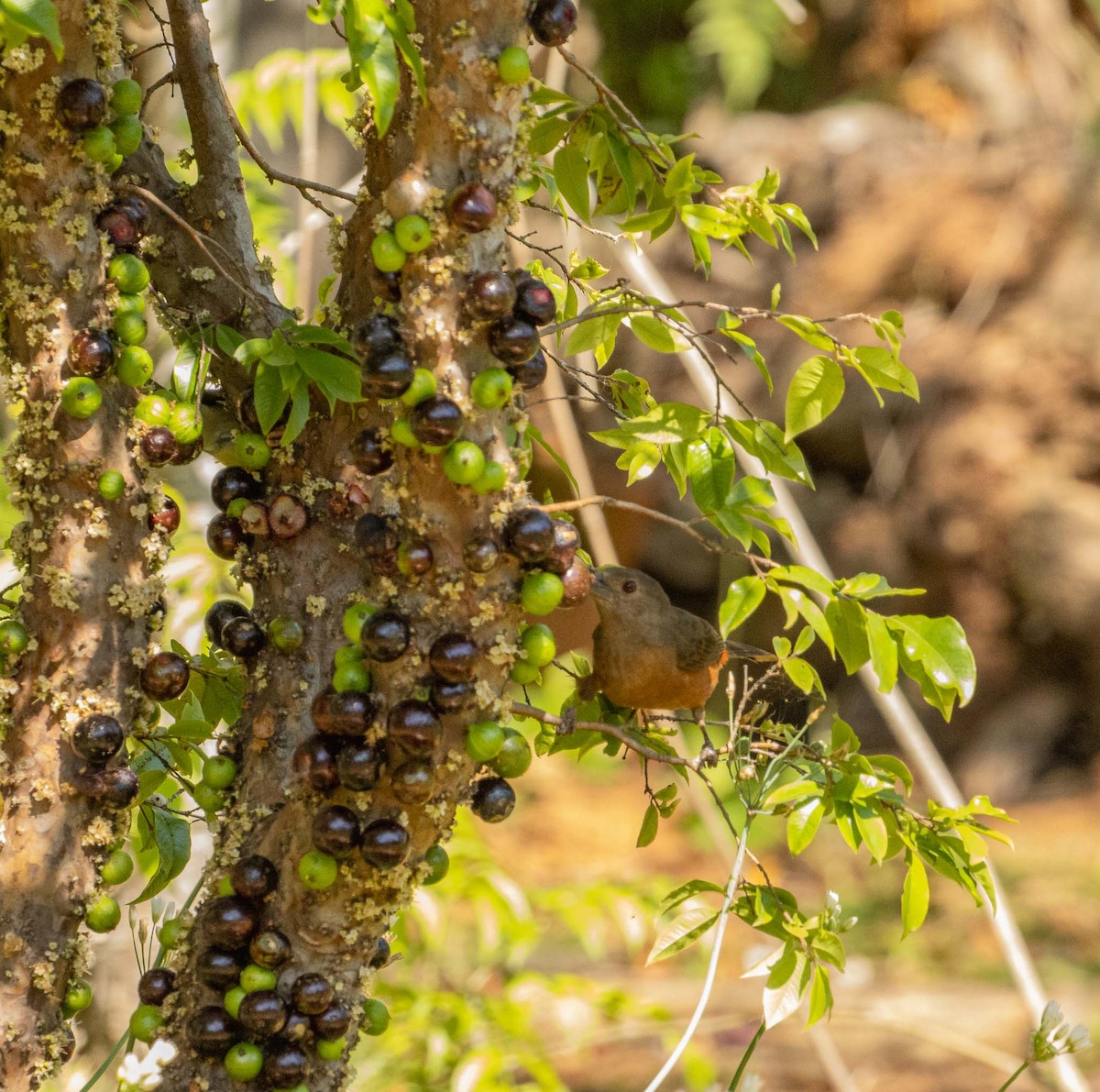 Brazilian Tanager - ML646526670
