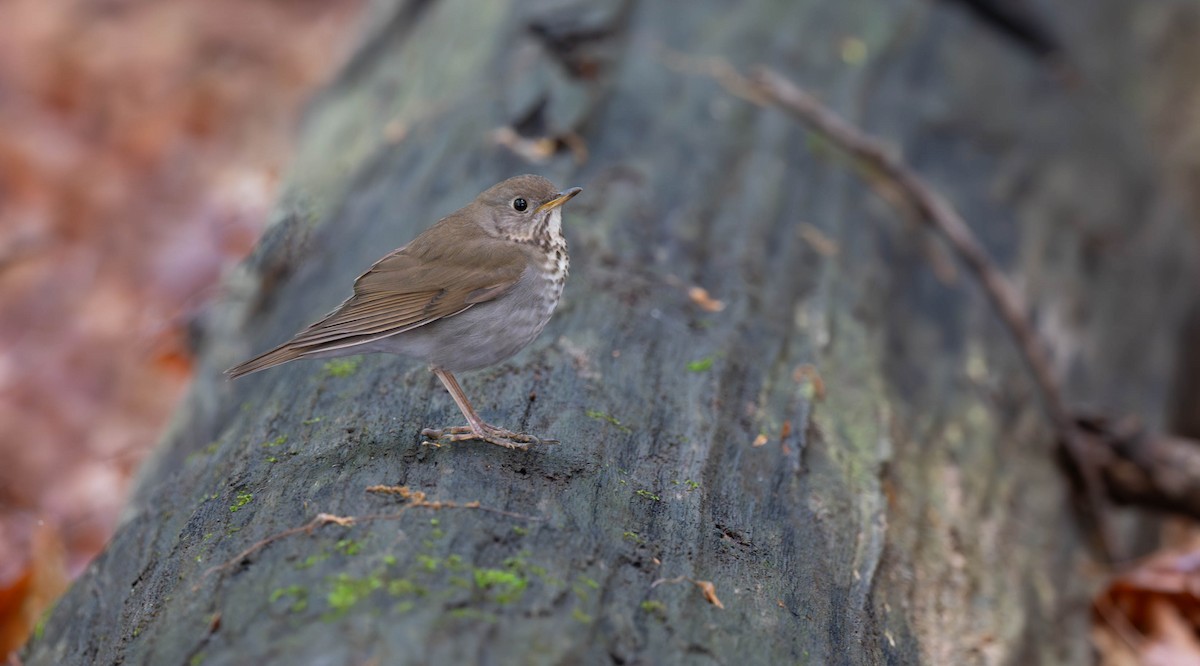 Grauwangen-Musendrossel - ML646526672