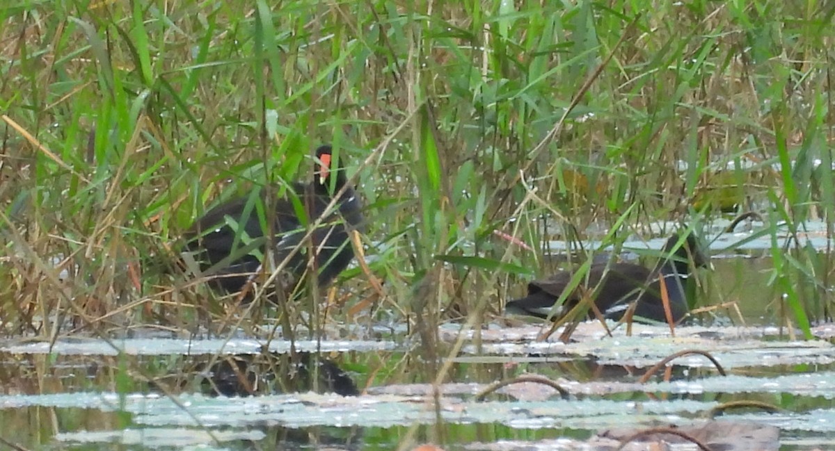 Common Gallinule - ML646526673