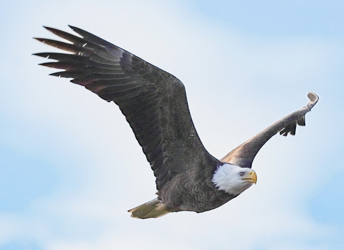 Bald Eagle - ML646526674