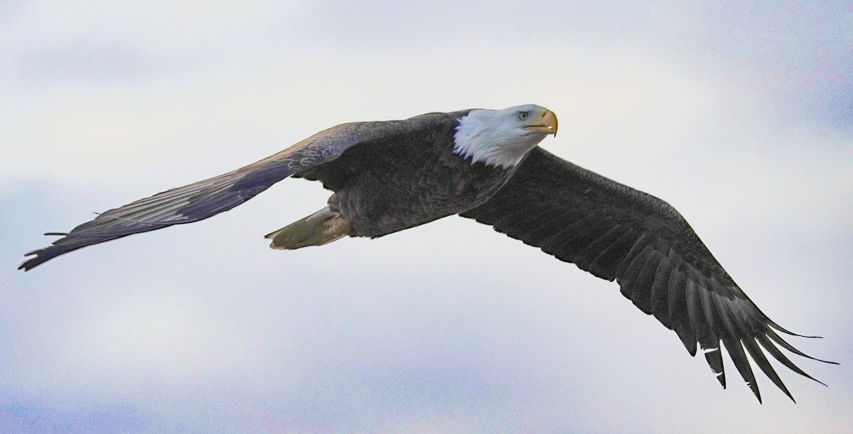 Bald Eagle - ML646526675