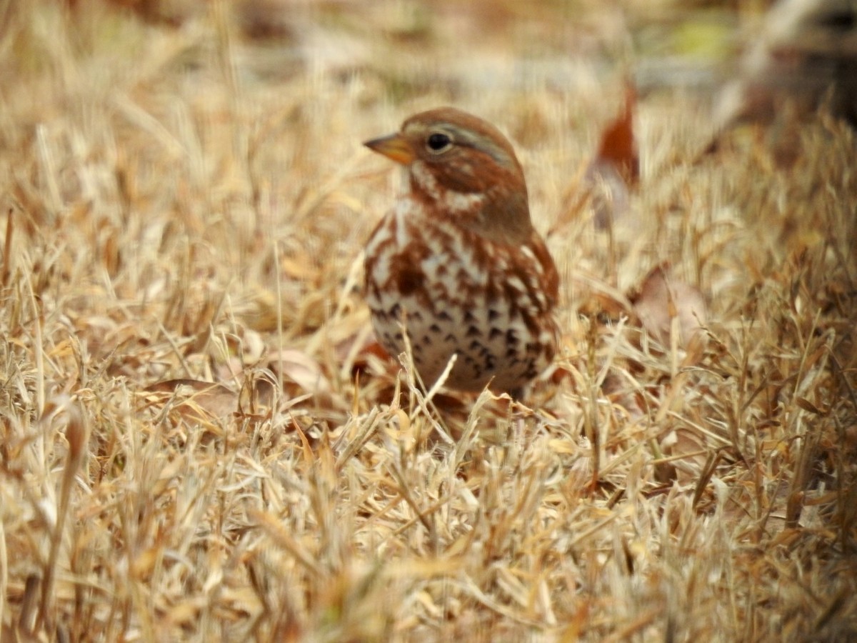 Fox Sparrow - ML646526676