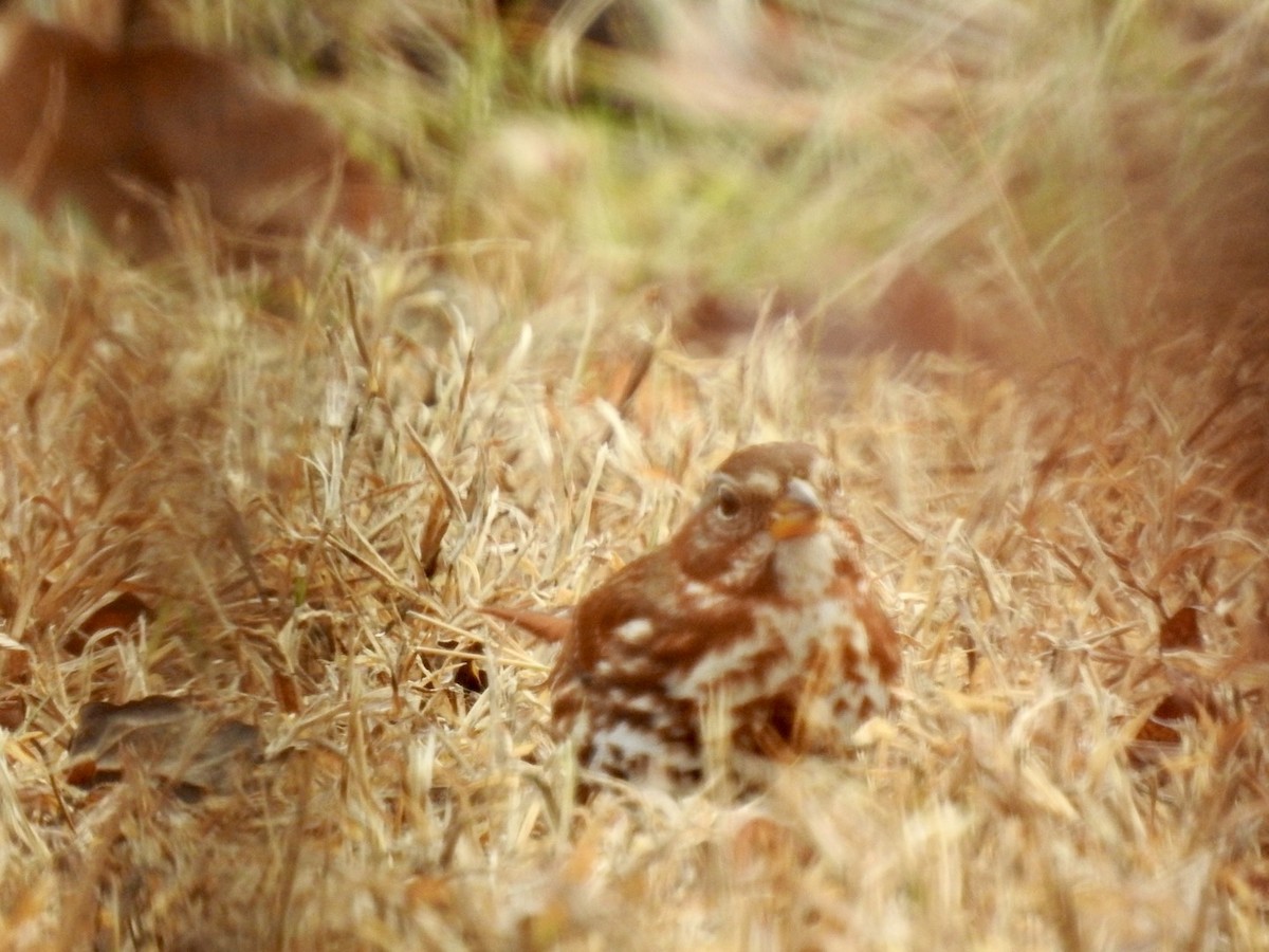 Fox Sparrow - ML646526677