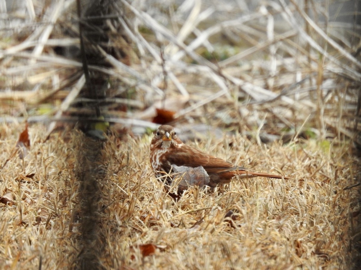 Fox Sparrow - ML646526678