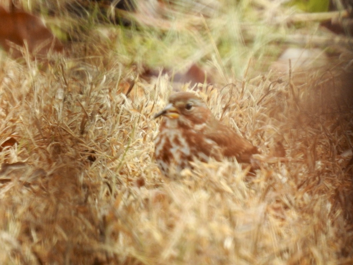 Fox Sparrow - ML646526680