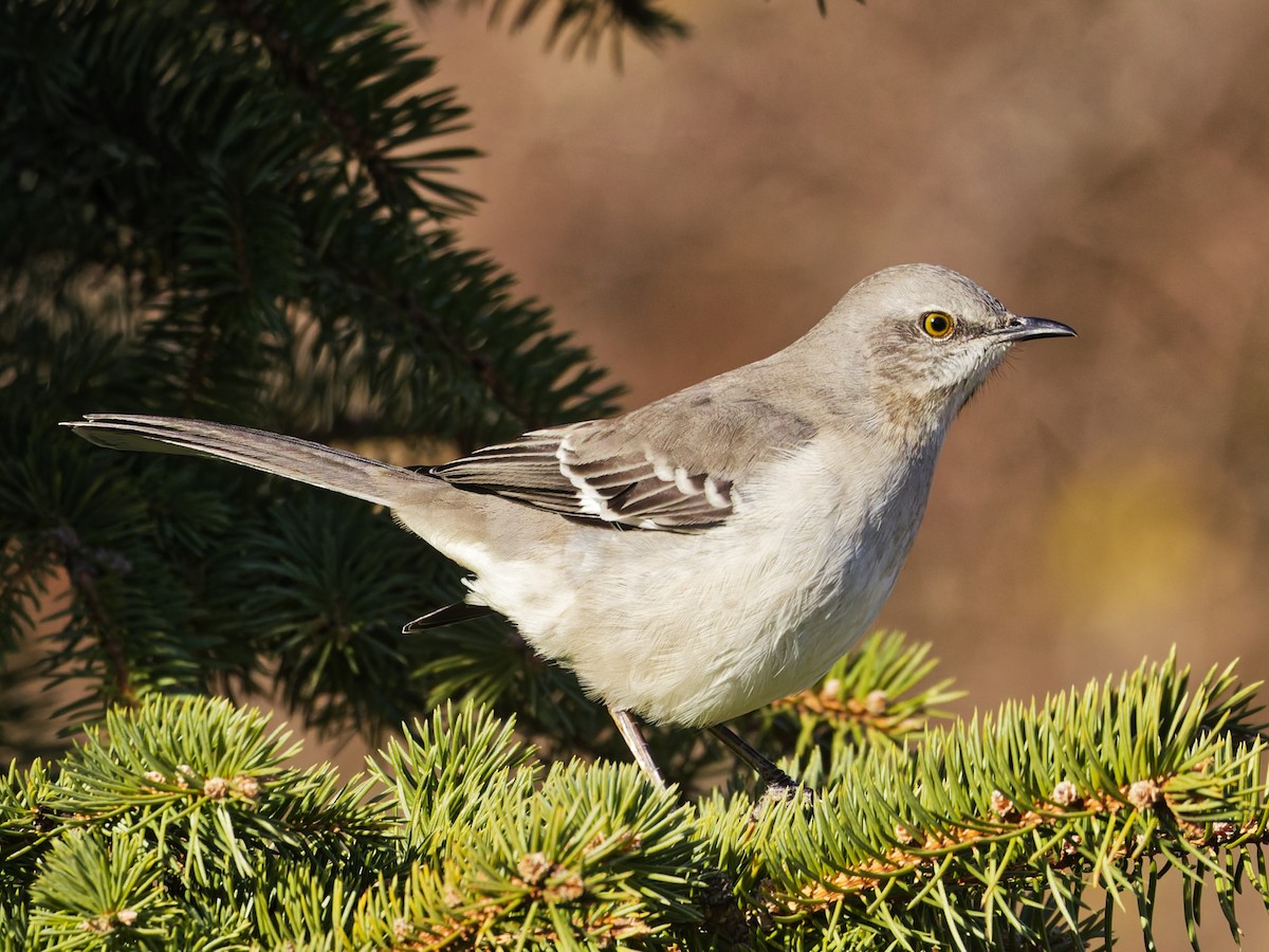 Northern Mockingbird - ML646526684