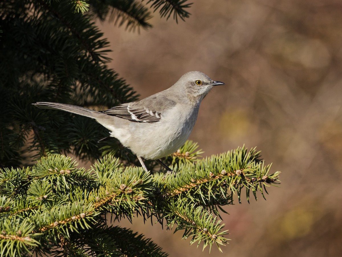 Northern Mockingbird - ML646526686
