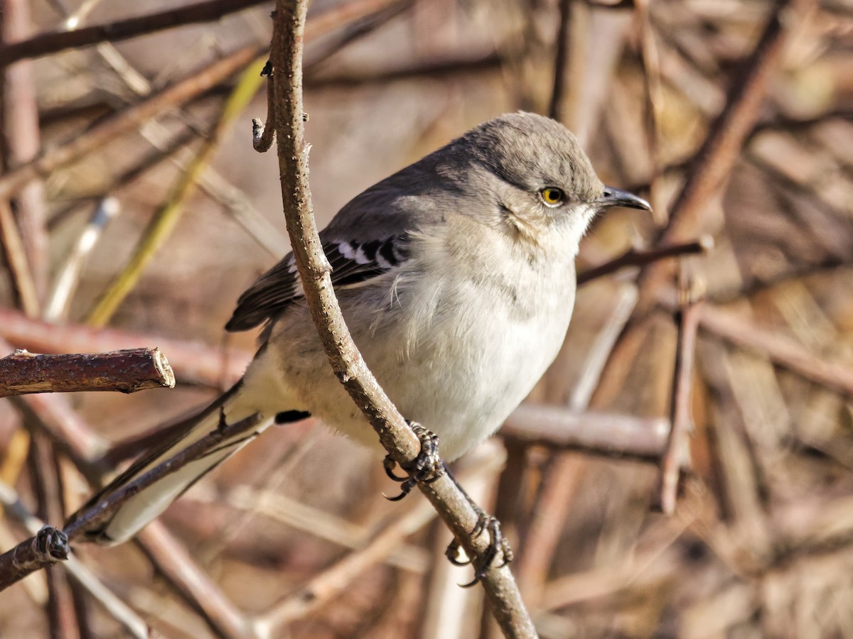 Northern Mockingbird - ML646526687