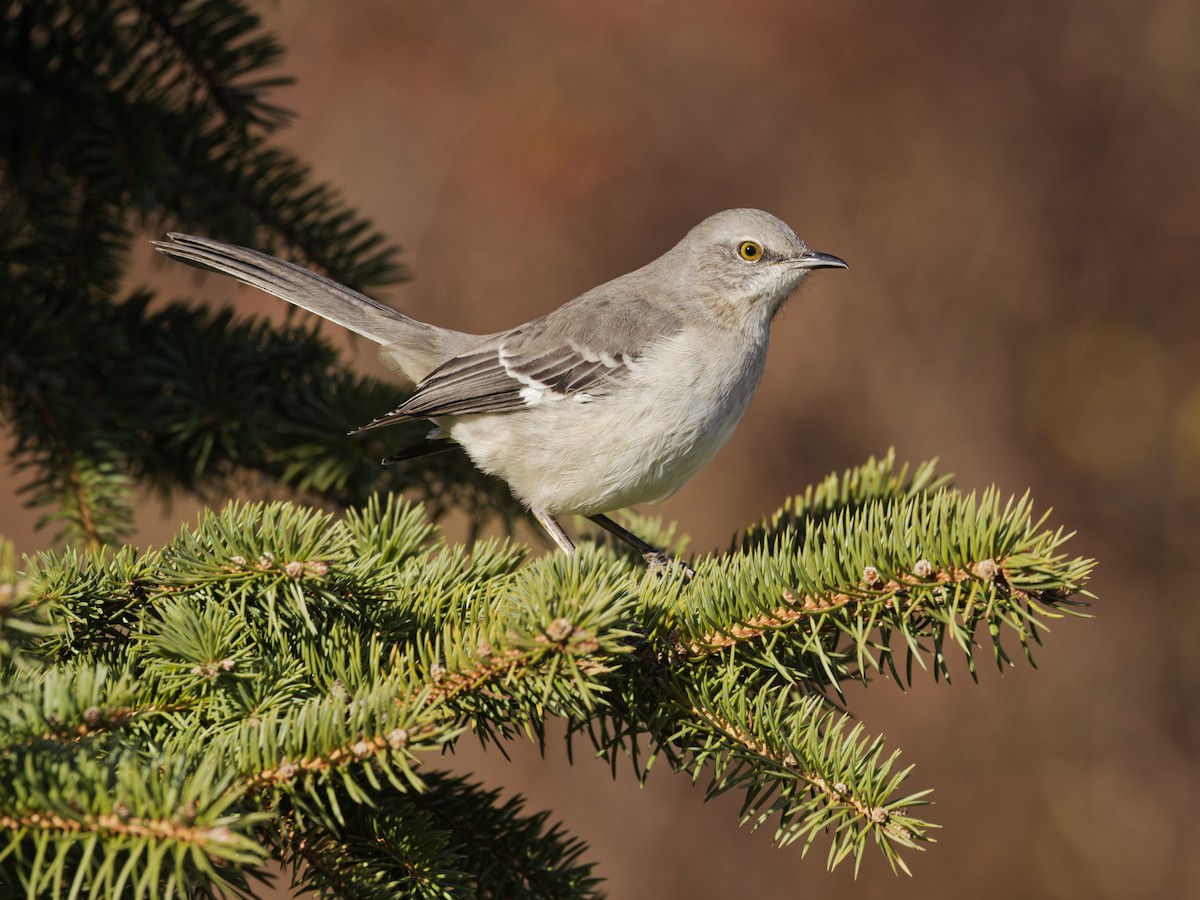 Northern Mockingbird - ML646526688