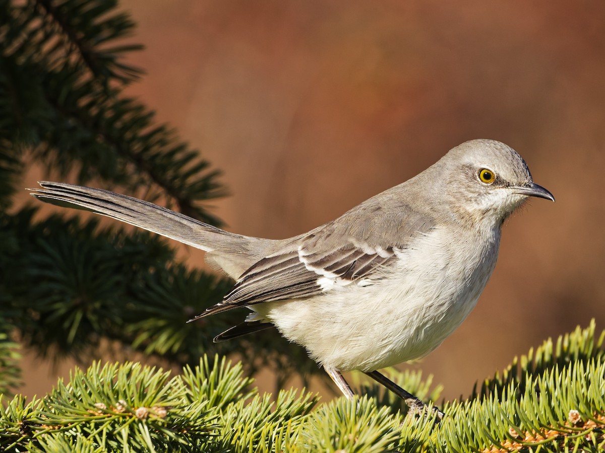Northern Mockingbird - ML646526689