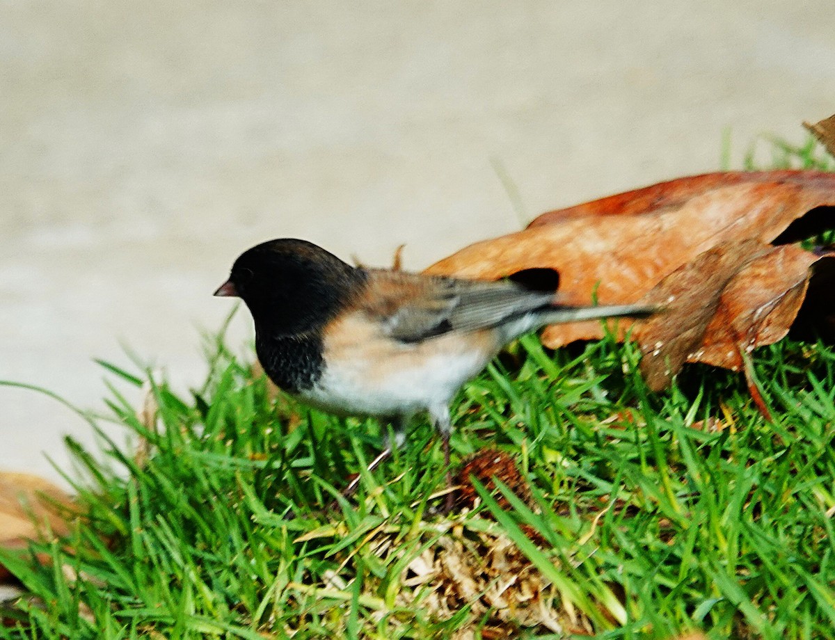 Dark-eyed Junco - ML646526693