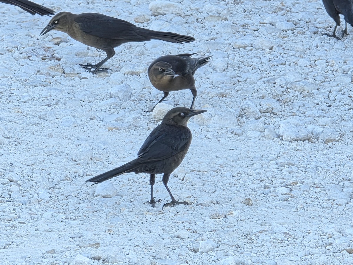 Great-tailed Grackle - ML646526694