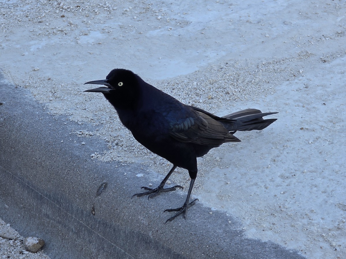Great-tailed Grackle - ML646526695