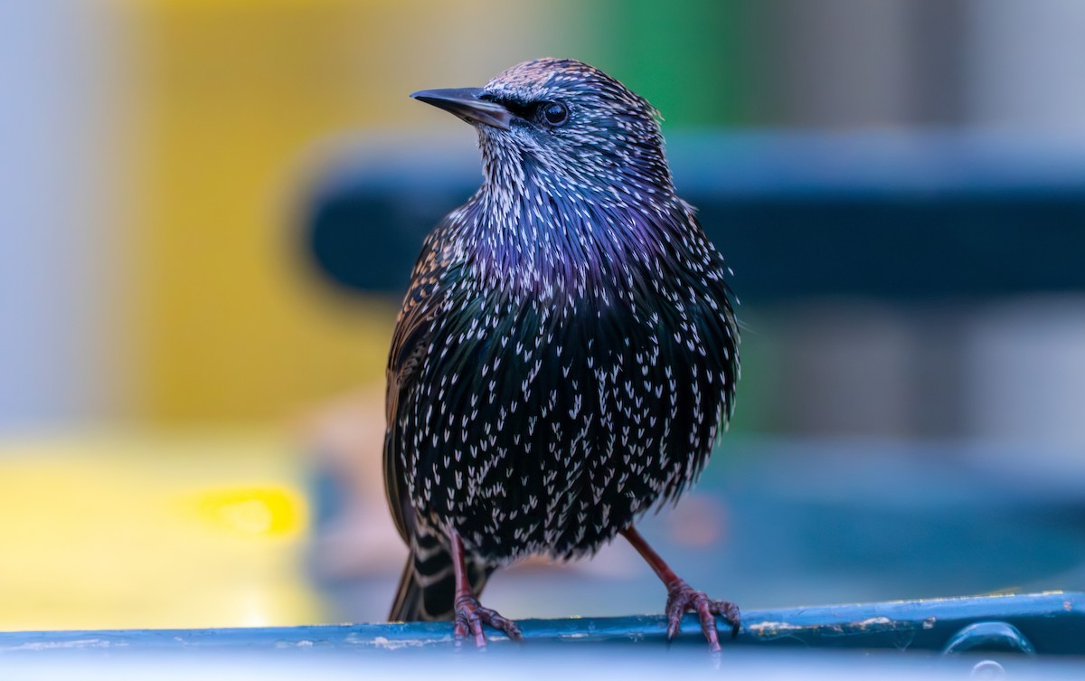 European Starling - ML646526697
