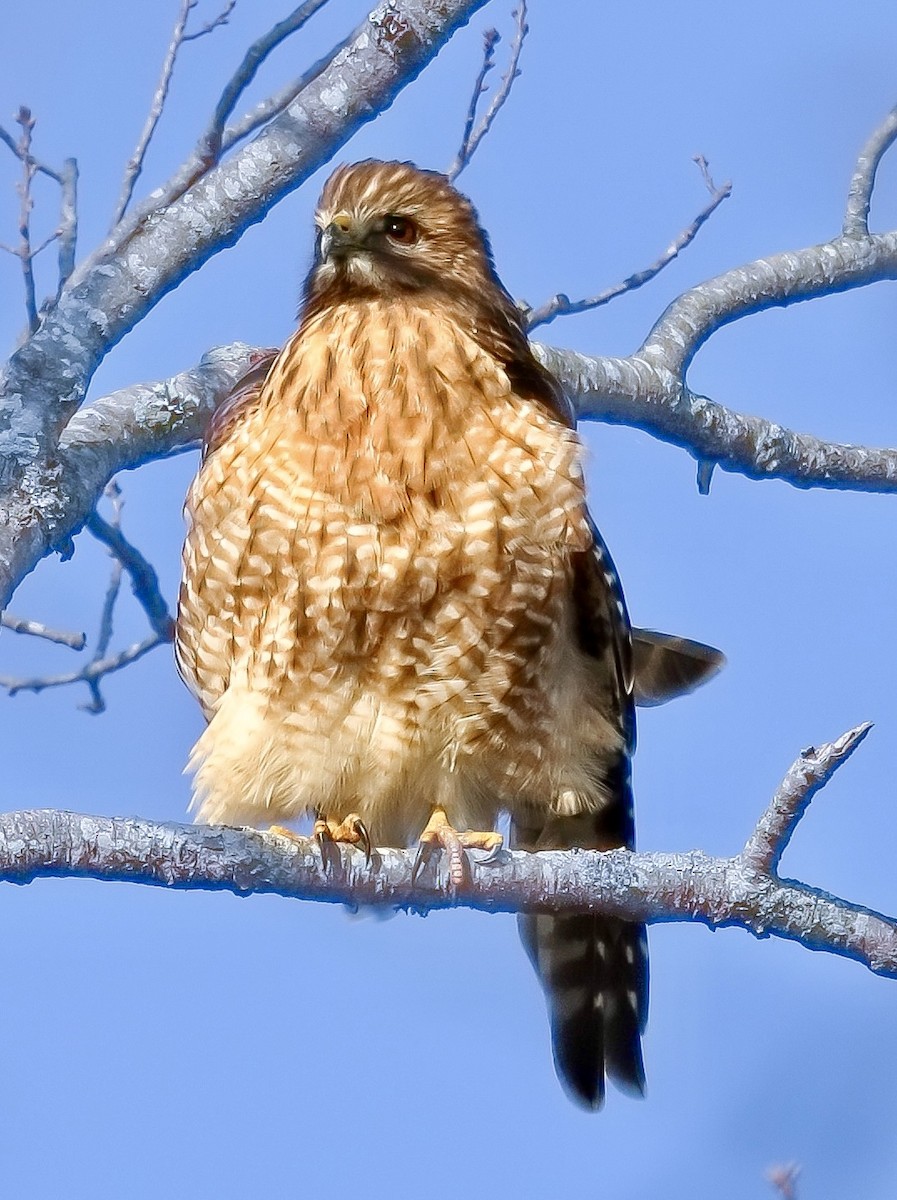 Red-shouldered Hawk - ML646526700