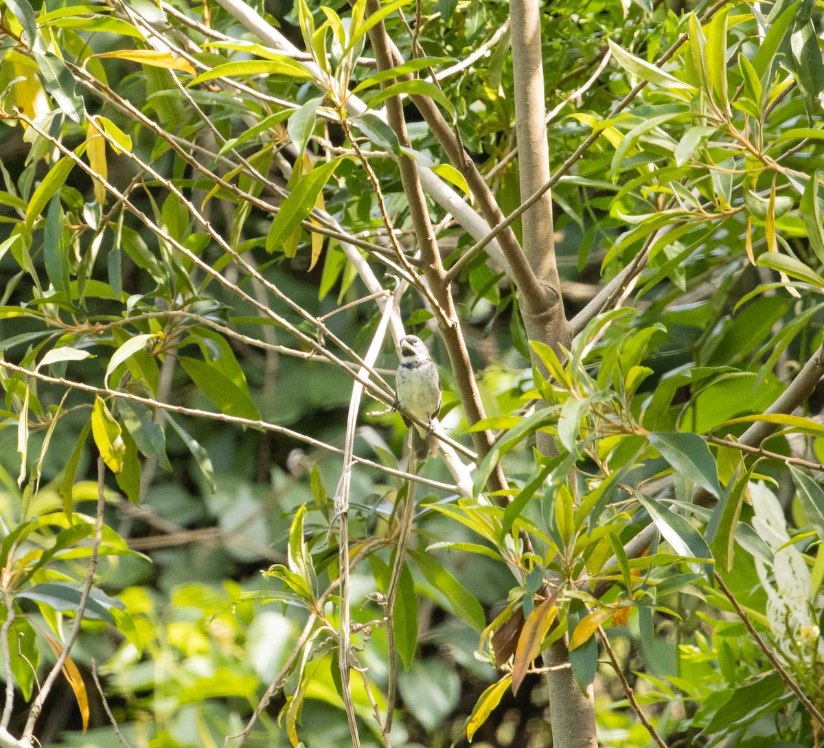 Double-collared Seedeater - ML646526701