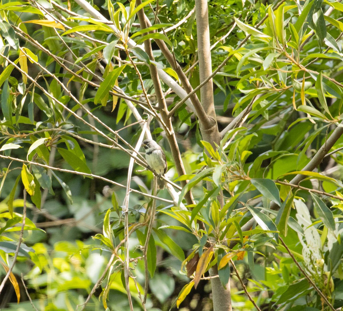 Double-collared Seedeater - ML646526702