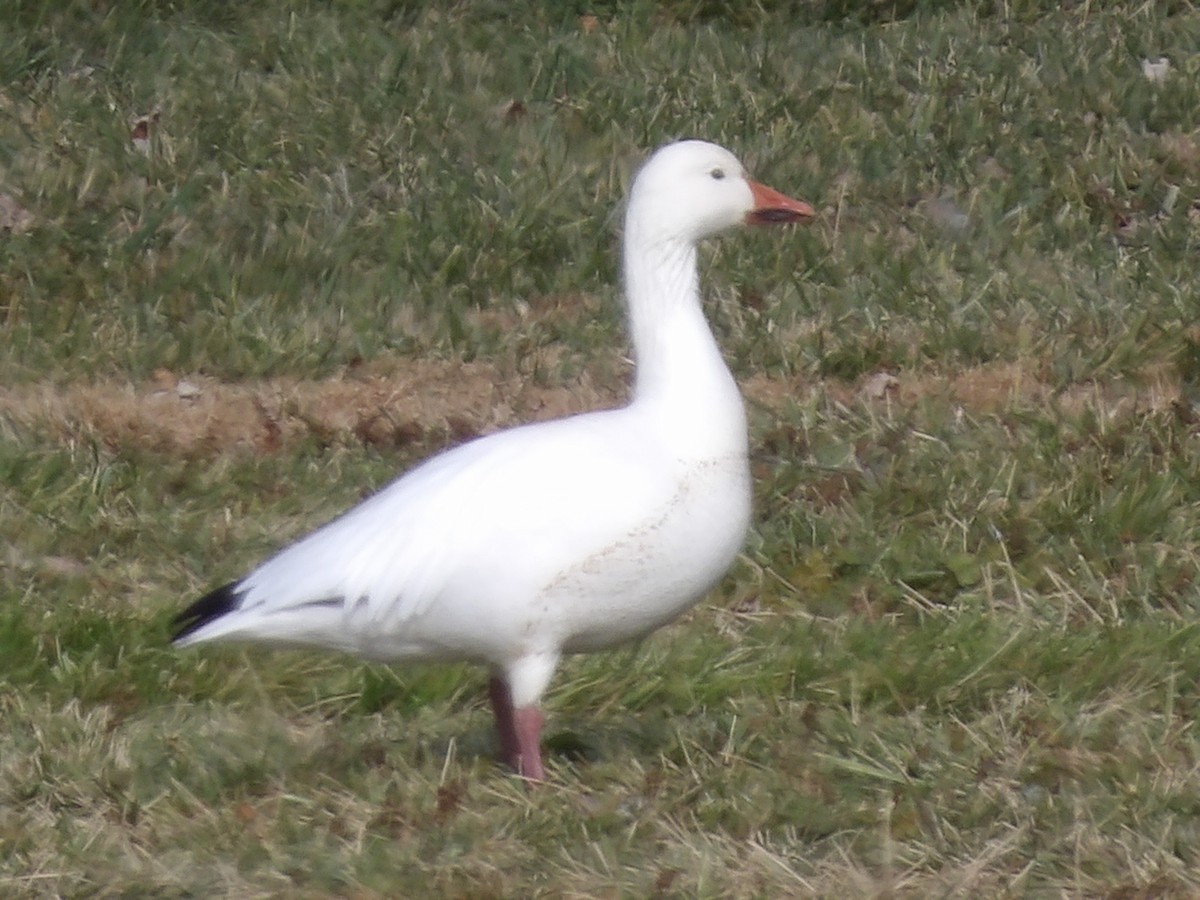 Цасны галуу - ML646526706