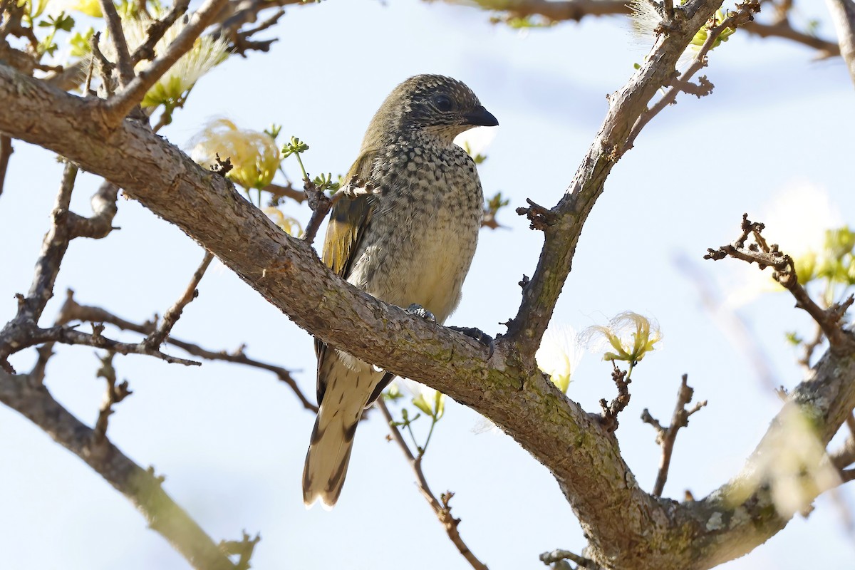 Scaly-throated Honeyguide - ML646526707
